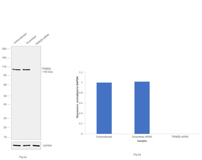 TRIM28 Antibody