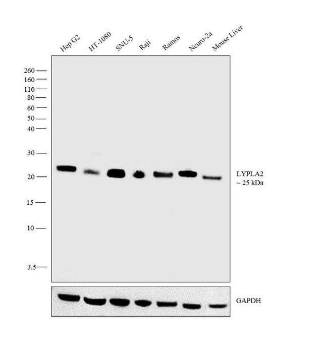 LYPLA2 Antibody in Western Blot (WB)