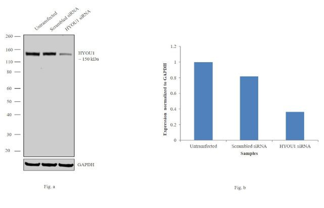 HYOU1 Antibody