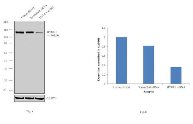 HYOU1 Antibody in Western Blot (WB)