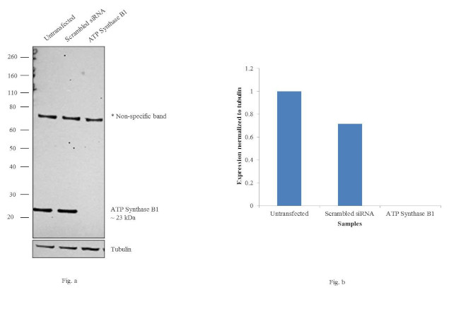 ATP Synthase B1 Antibody