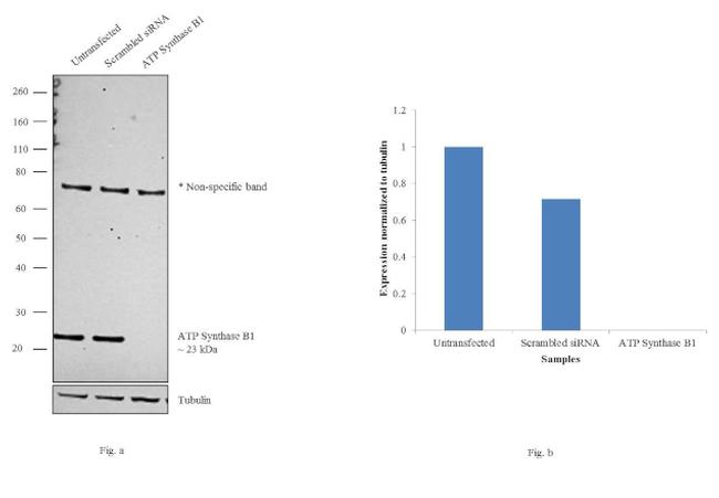 ATP Synthase B1 Antibody in Western Blot (WB)