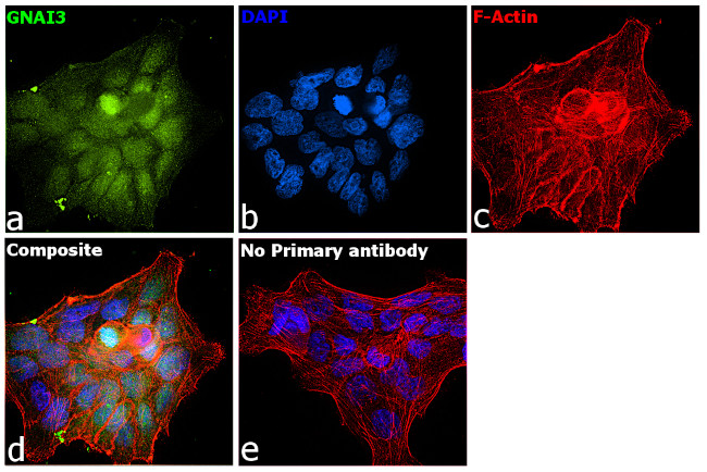 GNAI3 Antibody in Immunocytochemistry (ICC/IF)