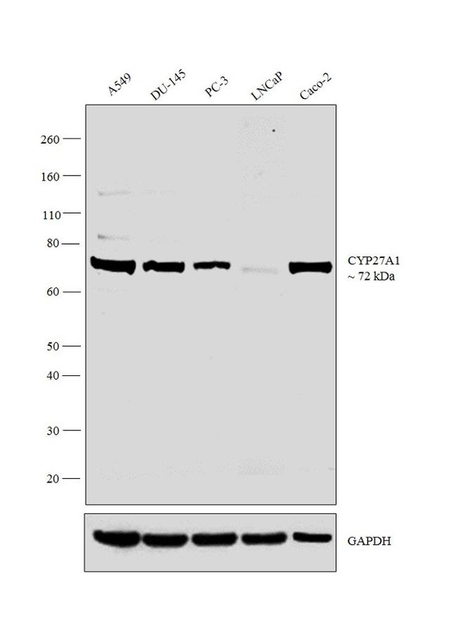 CYP27A1 Polyclonal Antibody (PA5-27946)