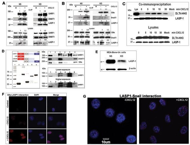 UHRF1 Antibody in Western Blot (WB)