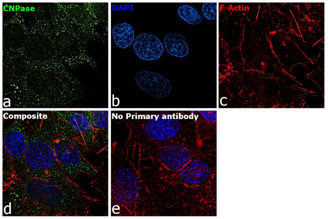 CNPase Antibody in Immunocytochemistry (ICC/IF)