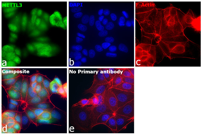 METTL3 Antibody in Immunocytochemistry (ICC/IF)