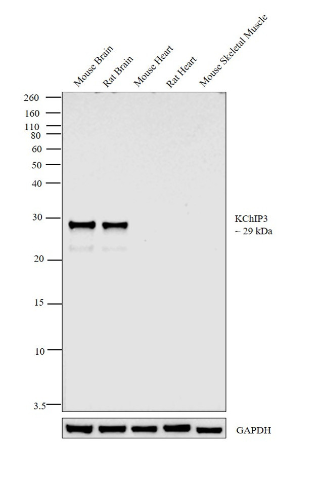 KChIP3 Antibody