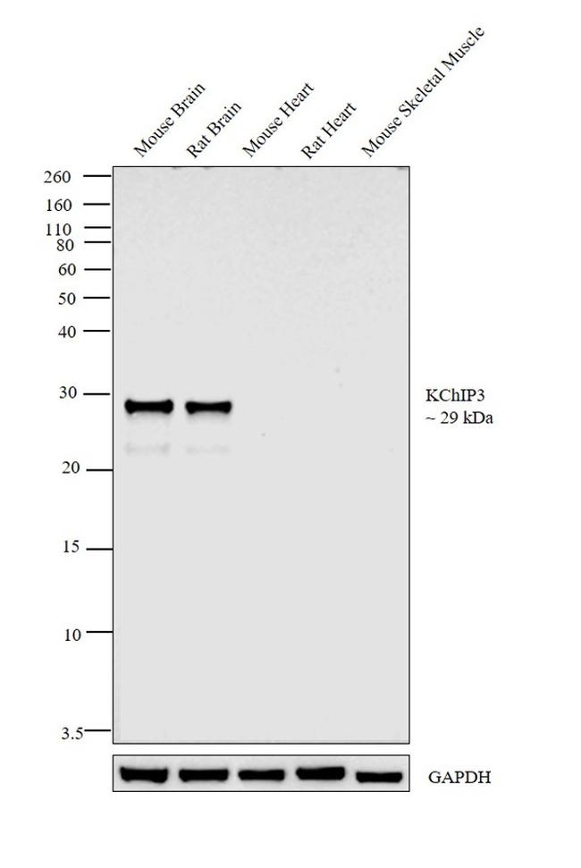 KChIP3 Antibody in Western Blot (WB)