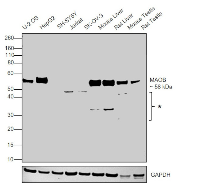 Monoamine Oxidase B Antibody