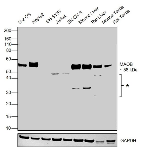 Monoamine Oxidase B Antibody in Western Blot (WB)