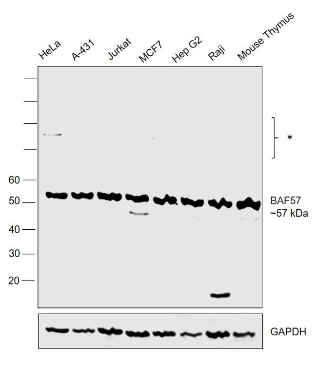 BAF57 Antibody in Western Blot (WB)