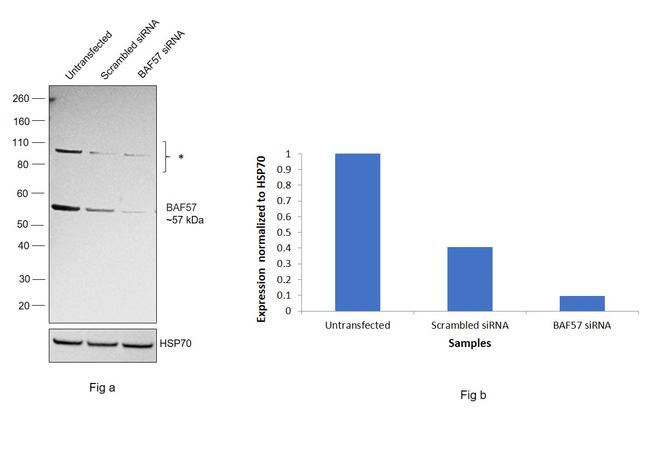 BAF57 Antibody in Western Blot (WB)