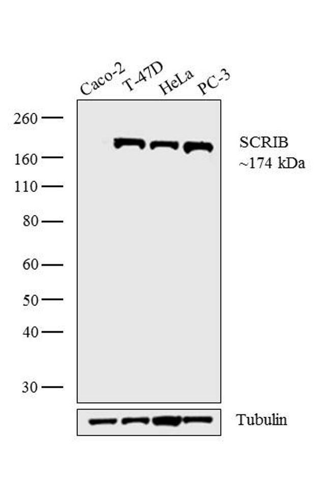 SCRIB Antibody