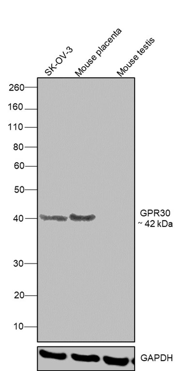 GPR30 Antibody in Western Blot (WB)