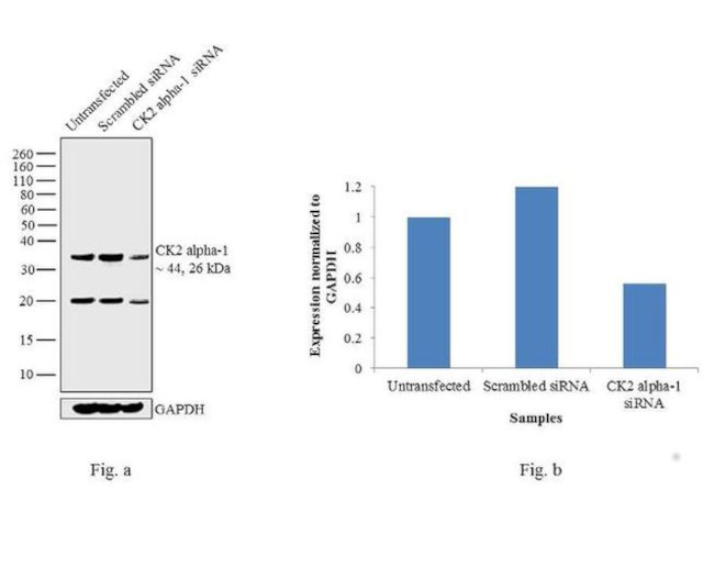 CK2 alpha-1 Antibody