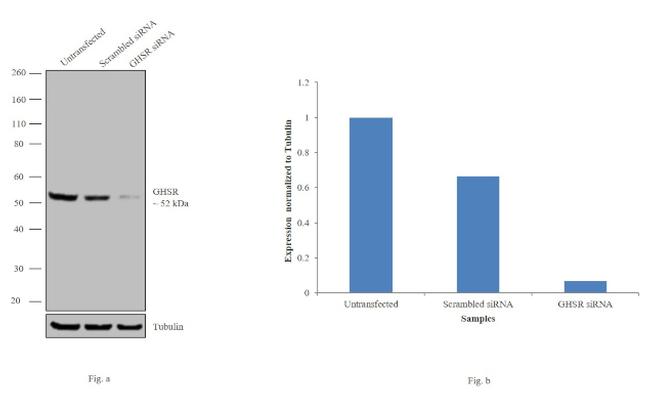 GHSR Antibody in Western Blot (WB)