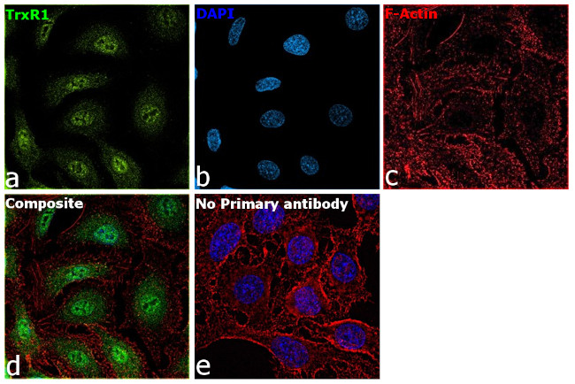 TrxR1 Antibody in Immunocytochemistry (ICC/IF)