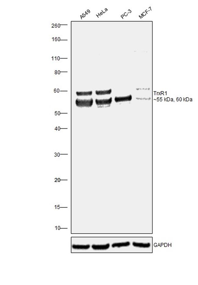 TrxR1 Antibody in Western Blot (WB)