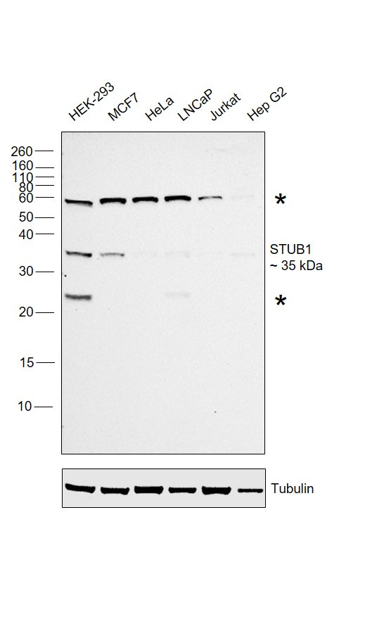 STUB1 Antibody