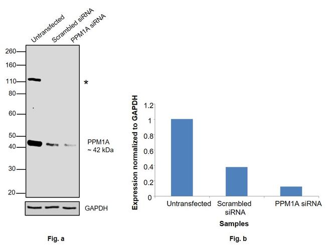 PPM1A Antibody in Western Blot (WB)