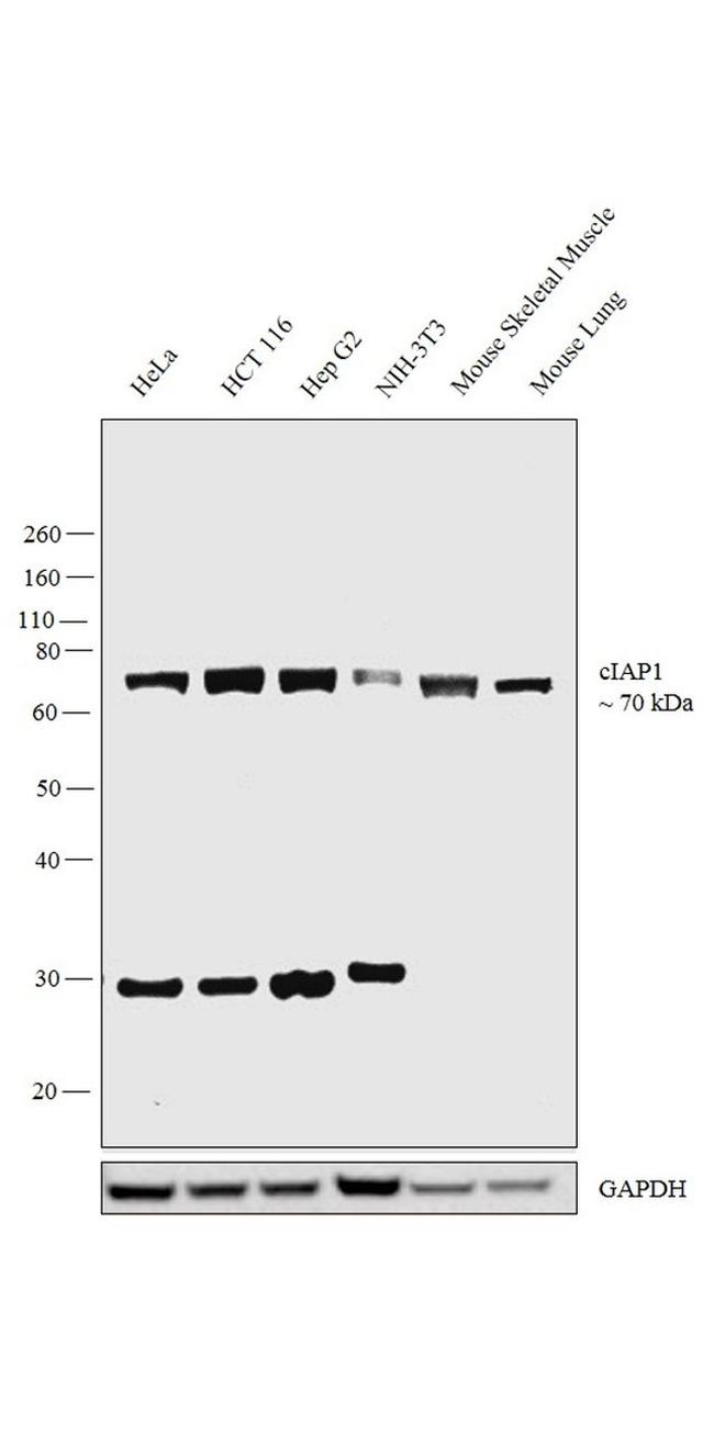 cIAP1 Antibody in Western Blot (WB)