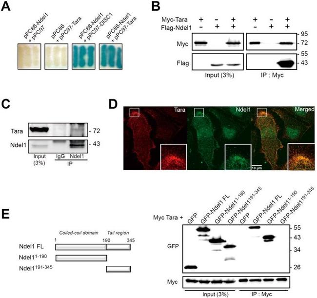 Tara Antibody in Western Blot, Immunocytochemistry (WB, ICC/IF)