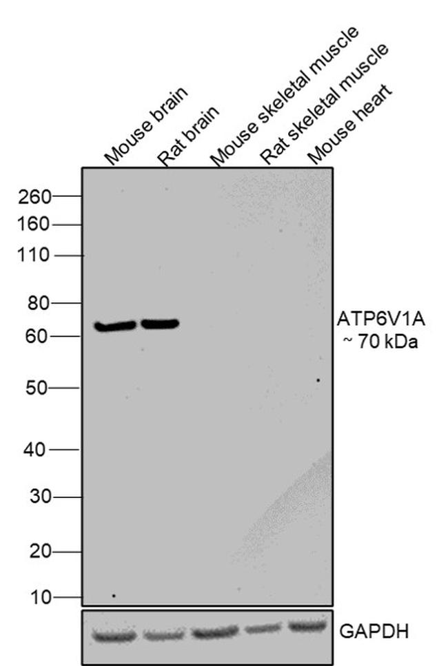 ATP6V1A Antibody in Western Blot (WB)