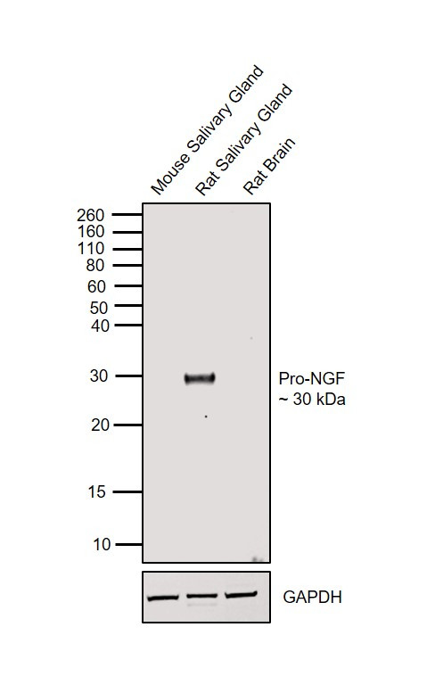 NGF Antibody