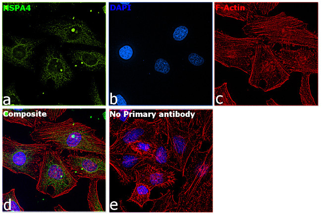 HSPA4 Antibody in Immunocytochemistry (ICC/IF)