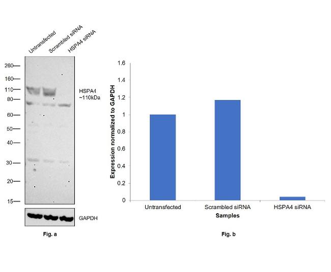 HSPA4 Antibody in Western Blot (WB)