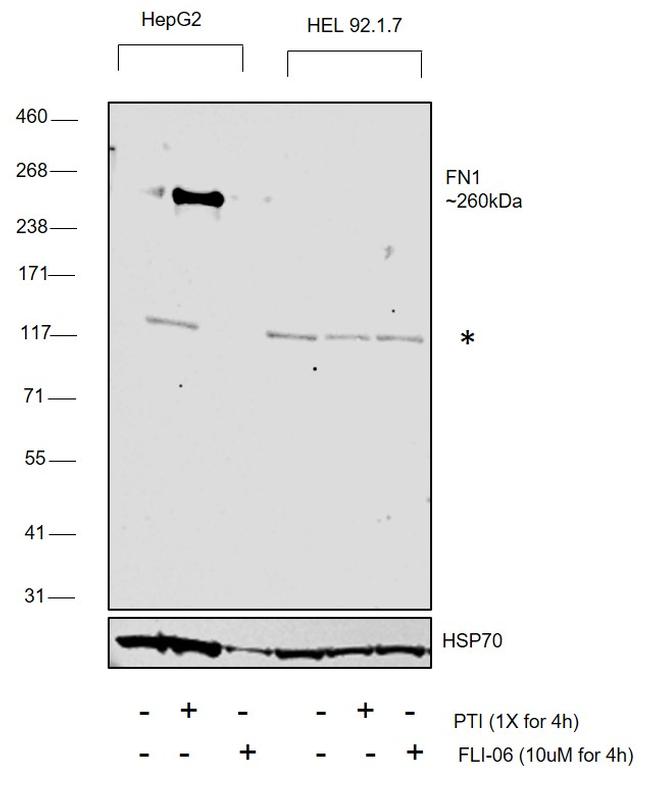 Fibronectin Antibody in Western Blot (WB)