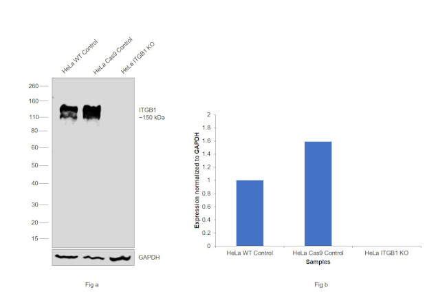 ITGB1 Antibody