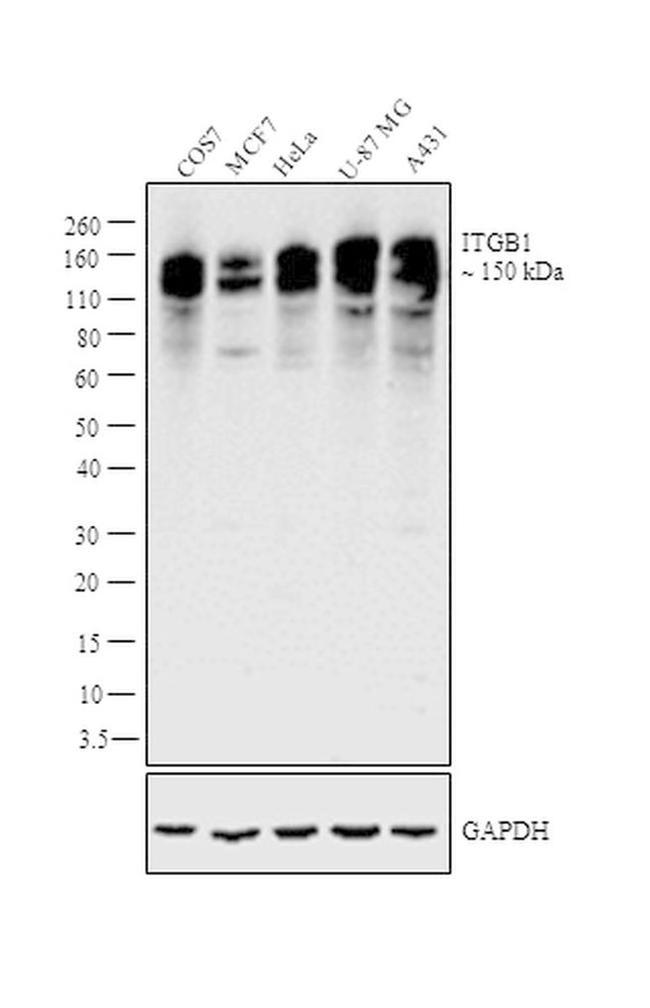 ITGB1 Antibody in Western Blot (WB)