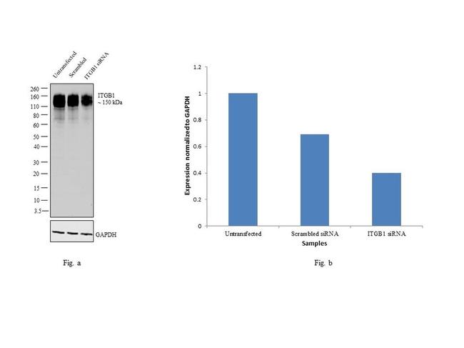 ITGB1 Antibody in Western Blot (WB)