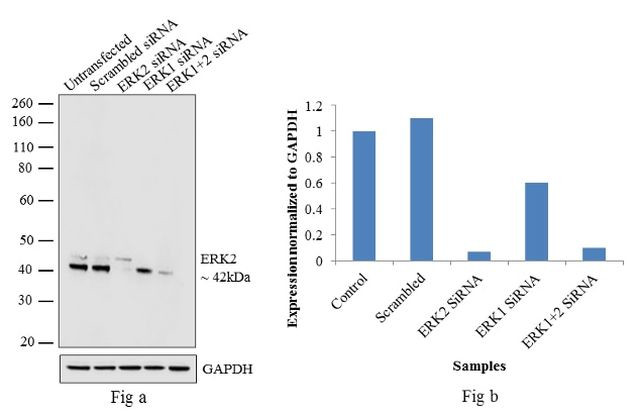 ERK2 Antibody