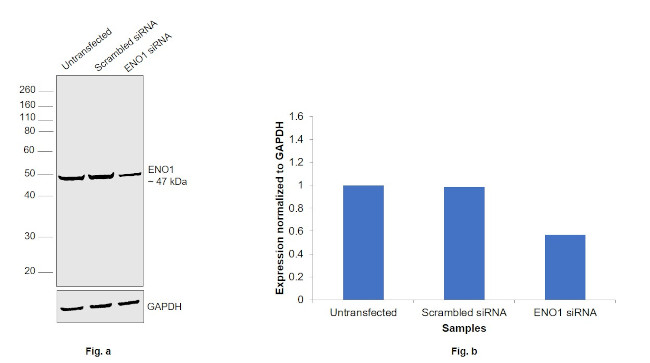 ENO1 Antibody