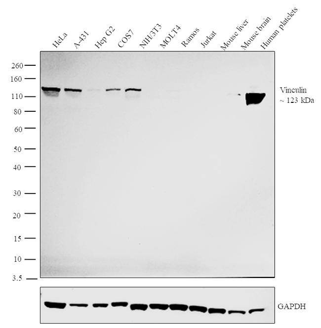 Vinculin Antibody in Western Blot (WB)