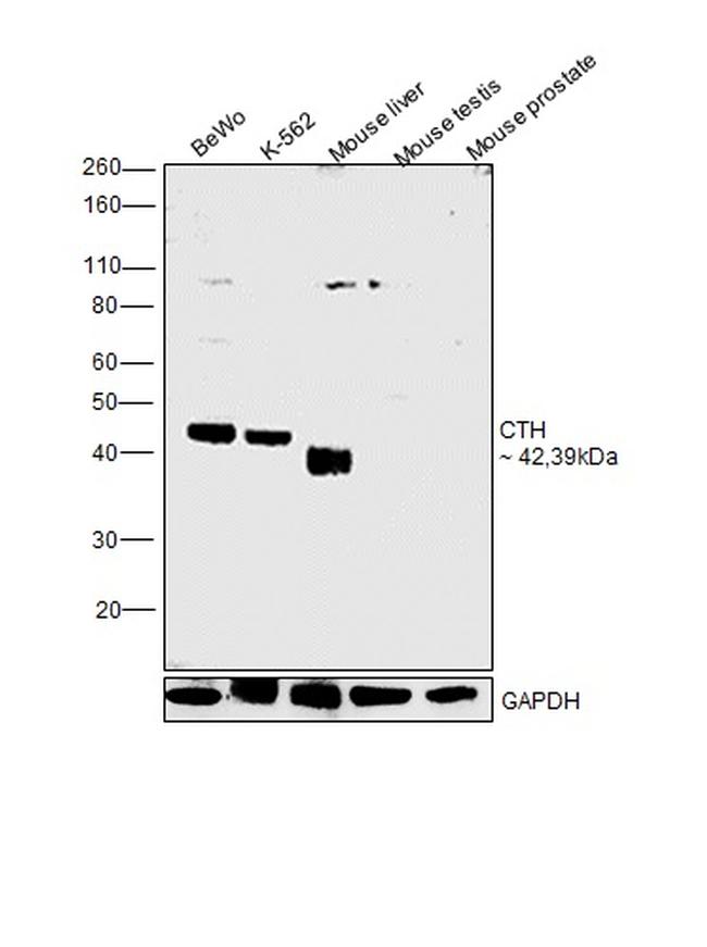 CTH Antibody in Western Blot (WB)