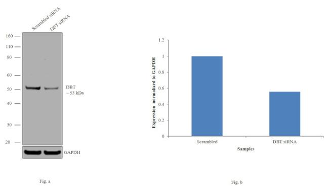 DBT Antibody in Western Blot (WB)