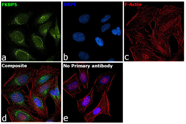 FKBP5 Antibody in Immunocytochemistry (ICC/IF)