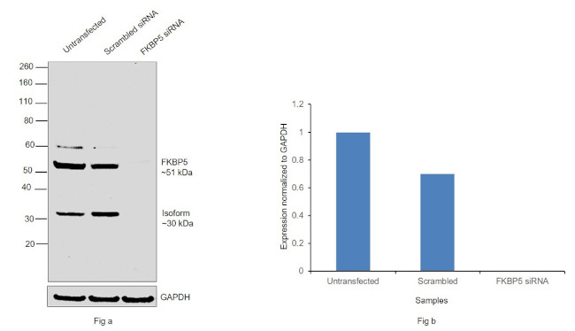 FKBP5 Antibody