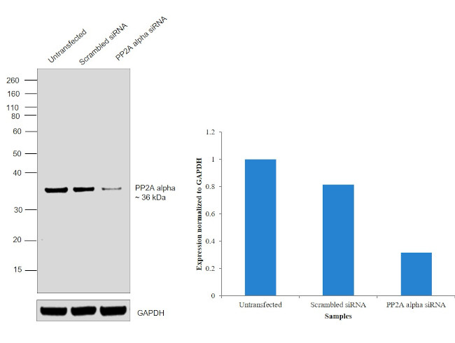 PP2A alpha Antibody