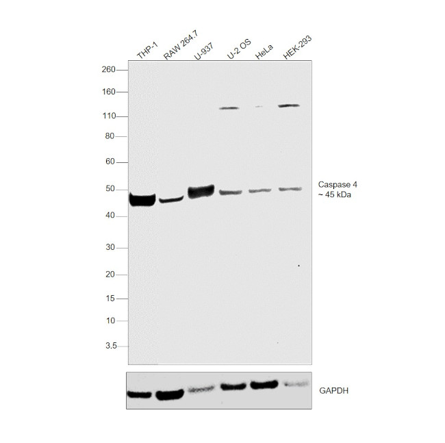 Caspase 4 Antibody