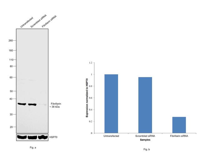 Fibrillarin Antibody in Western Blot (WB)