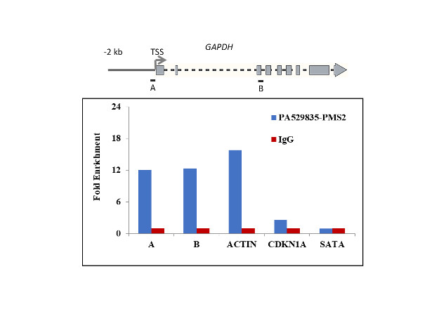 PMS2 Antibody in ChIP Assay (ChIP)