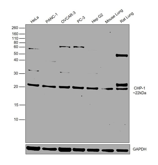 CHP1 Antibody in Western Blot (WB)