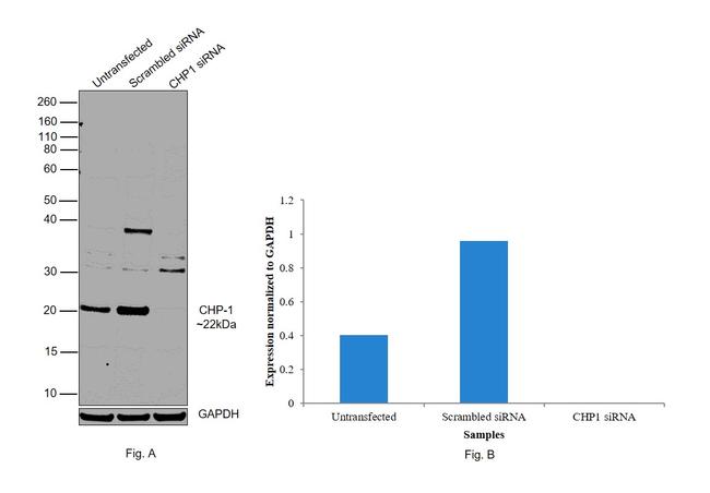 CHP1 Antibody in Western Blot (WB)