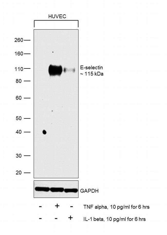 E-selectin Antibody in Western Blot (WB)