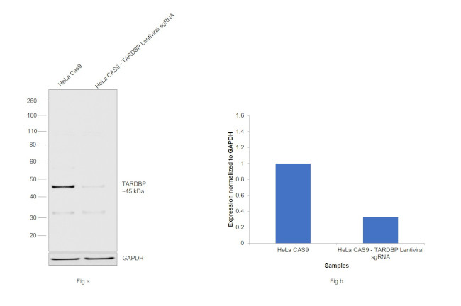 TDP-43 Antibody